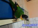 Caique _ JOJO -15 dec 2013