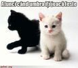 poze-amuzante-poza-amuzanta-umbra-pisicii-albe-o-i_8fb40922004dcd