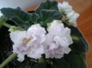 RS.Gercogenia