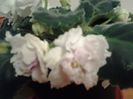 RS.Gercogenia