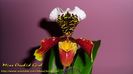 Paphiopedilum USA