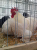 IMG_20131215_113639