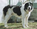 Bucovina_Sheepdog