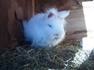 iepure pitic angora