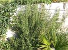 ROSMARINUS OFFICINALIS VARIETATEA ,,ARP''