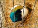 DSCN0371