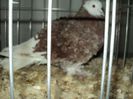 DSC02960