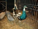DSC02970