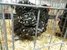Picture 026