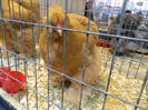 Picture 039