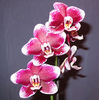 Phalaenopsis Burgundy Red