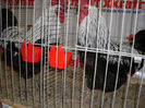 SDC13294