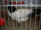 SDC13326