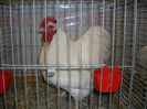 SDC13330