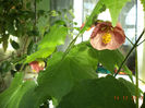 DSC02354