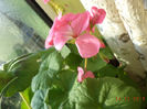 DSC02356