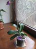 Vandut.Phalaenopsis mov cu flori enorme , 20 ron