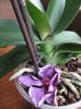 Vandut.Phalaenopsis cu floare mov,mare