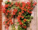 TROPAEOLUM SPECIOSUM1