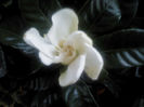 DSC00036