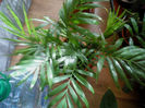 DSC00075