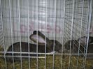 Ried 2013_ 095
