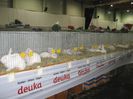 Ried 2013_ 104
