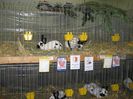 Ried 2013_ 105