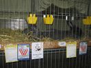 Ried 2013_ 106