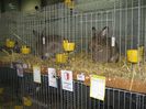 Ried 2013_ 109