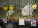 Ried 2013_ 115