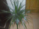 dracena