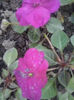 impatiens