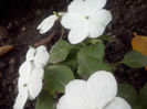 muscata zonala