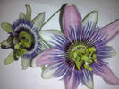 pasiflora