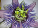 pasiflora, lastar primit de la floralia