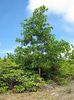 acacia_mangium