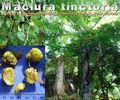 Maclura_tinctoria