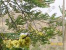 Phyllanthus_acidus