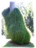 Ephedra_fragilis
