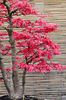Acer Buergeranum