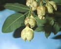 Staphylea pinnata