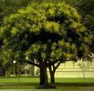 KOELREUTERIA PANICULATA