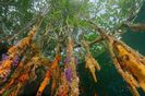 mangroves