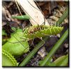 Dionaea_muscipula planta carnivora