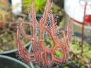 Drosera binata multifida carnivora
