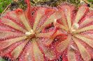 drosera_aliciae planta carnivora