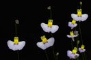 Utricularia_bisquamata planta carnivora