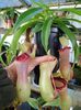 Nepenthes ventricosa planta carnivora
