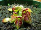 cephalotus-follicularis planta carnivora